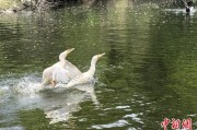 紫微算命吉林：罕见白鸬鹚连续两年“故地重游”