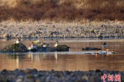 紫微算命歙县完成安徽首个县域生物多样性调查 共记录物种近4千种
