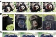 紫微算命国际最新研究：机器人“打哈欠” 黑猩猩被传染